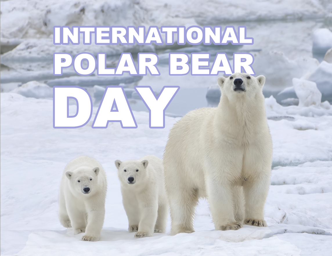 Happy International Polar Bear Day from the Polar Institute! 🐻‍❄️ 

To honor the Arctic bears, we'd like to share our newest Polar Points blog by Louis Crishock. Learn about the vital connection between environmental &amp; wildlife health and human health: wilsoncenter.org/blog-post/deat…
