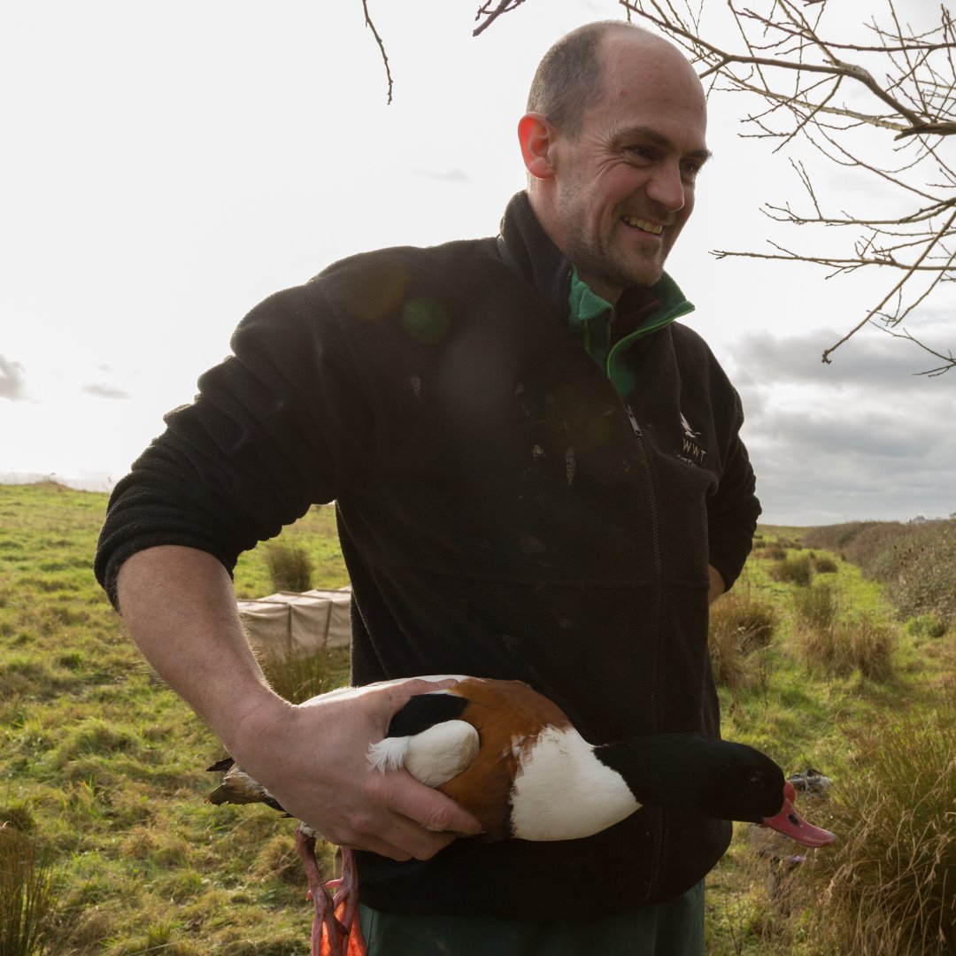 2) After joining WWT in 1993, Rich went on to lead the way in species recovery. He managed the UK’s goose and swan monitoring programme, and worked with endangered species all over the world. His advocacy and guidance helped to shape protections for wetlands globally.