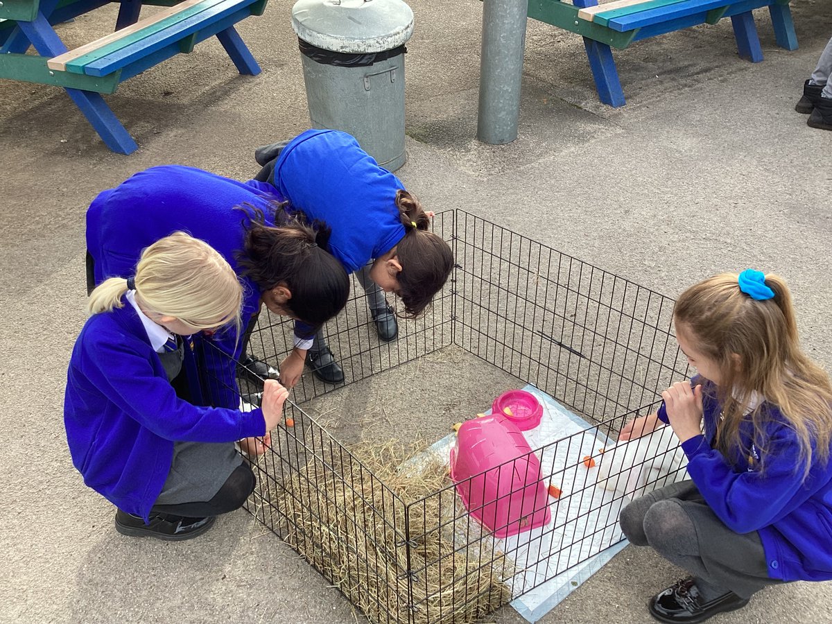 Years 3 &amp; 4 had an amazing visit from #browellswoodpettherapy today.  The children loved petting all the animals (&amp; the staff did too) .  We stroked rabbits, guinea pigs, a goat, a shetland pony, two piglets, 2 chickens and Bora the dog (who looked like a lion). What a great day!