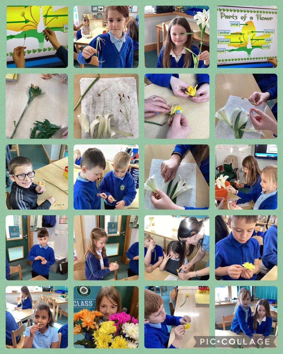 CanklowWoods's tweet image. Y3 have been disection detectives to find the different parts of a flower. #welovescience #practicalscience #handsonlearning
