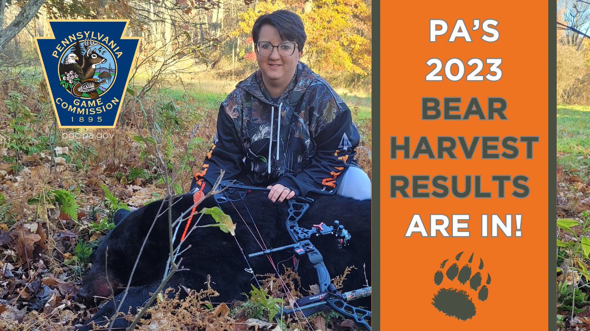 What a great year for Pennsylvania bear hunters! Learn more about the 2023 bear harvest results here: bit.ly/3usocUa. Note: Watch for true final numbers on our website, pgc.pa.gov, around September. 📸Kristy Blake