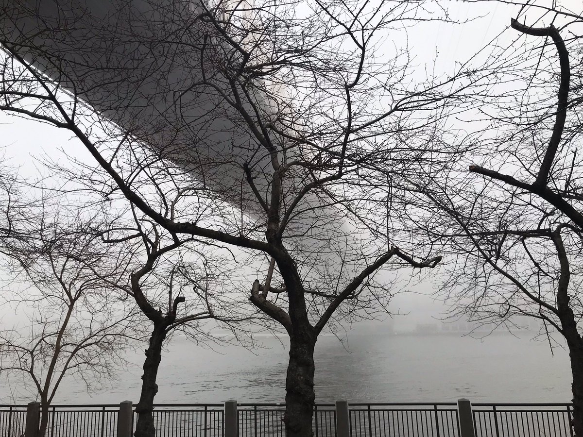 The landscape on Roosevelt Island can be quite magical, especially when a thick blanket of fog settles in.