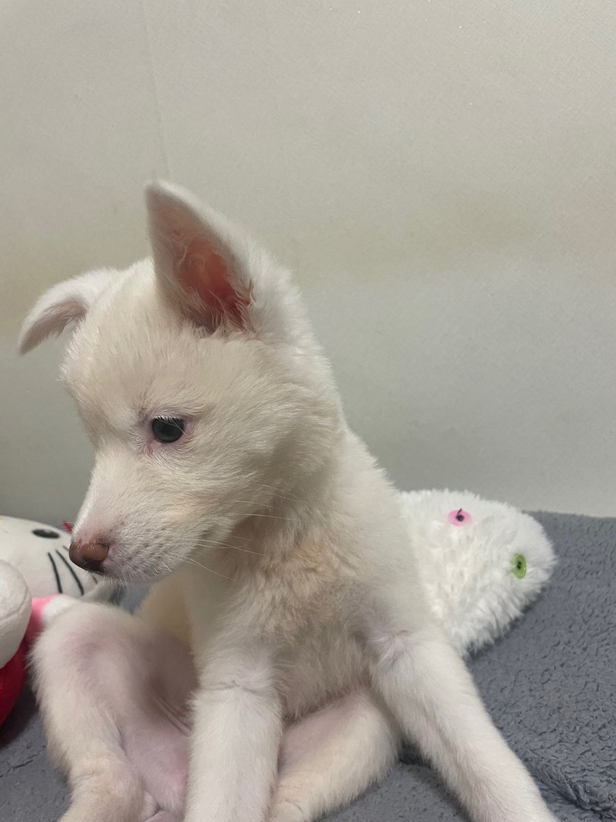 울 딸내미 마이컸다 💗
#시디
#러버
#트젠
#쉬멜
#댕댕이