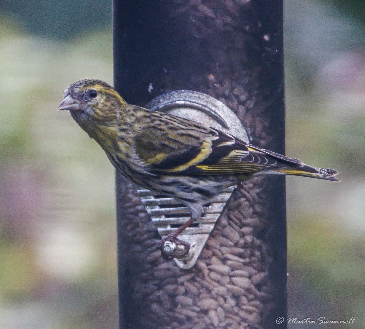 Martin Swannell (@alanthetortoise) on Twitter photo Siskin #Northantsbirds on our feeders today in Moulton. 2 birds were present throughout the day associating with a flock of Greenfinches.
<a href="/barbeldave/">David Smith</a> <a href="/bonxie/">Mike Alibone</a> @jcbirder Siskin #Northantsbirds on our feeders today in Moulton. 2 birds were present throughout the day associating with a flock of Greenfinches.
<a href="/barbeldave/">David Smith</a> <a href="/bonxie/">Mike Alibone</a> @jcbirder