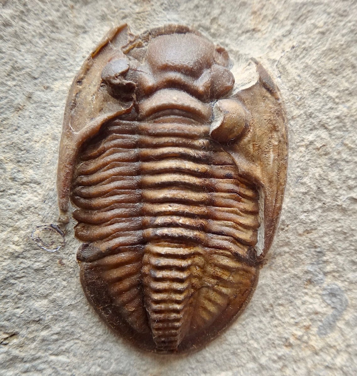 It's #TrilobiteTuesday! Trilobites existed in the Paleozoic seas for ~270 million years. But by the end of their crawl through the Permian Period, only members of the proetid order—like this slightly disarticulated, 2-in- (5.1-cm-) long Ditomopyge—managed to survive.