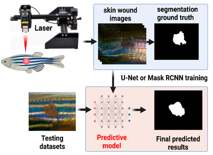 New publication alert! 🚨

"Optimization of Laser-Based Method to Conduct Skin Ablation in Zebrafish and Development of Deep Learning-Based Method for Skin Wound-Size Measurement" by Petrus Siregar, et al.

👉Read the article here: mdpi.com/2411-5134/9/2/…

#lasers #woundhealing