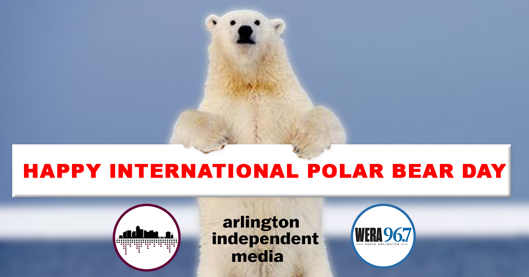 Happy International Polar Bear Day! #InternationalPolarBearDay #RaiseYourVoice #AIM #ArlingtonIndependentMedia #CommunityMedia #WERA