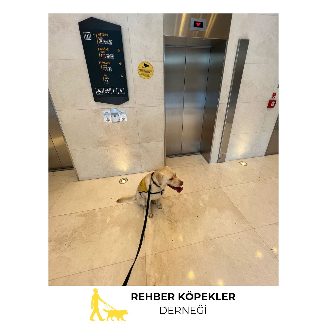 Rehber köpekler asansör, merdiven gibi görme engellinin ihtiyaç duyabileceği şeyleri bulurlar. 'Asansörü bul' komutunu aldığında görme engelli bireyi asansöre yönlendirir ve önünde durarak onu haberdar eder. 🦮🐾

#rehberköpeklerheryerde #rehberköpekadayı
 #görmeengelli