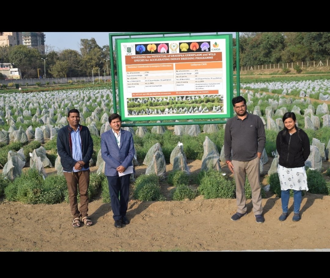 Inspired by the visit by Director @drvijay777 of @IcarIgfri  to #Grasspea #cropwildrelatives Trial at @INbpgr Pusa campus, New Delhi today.  Grateful for the insights shared.