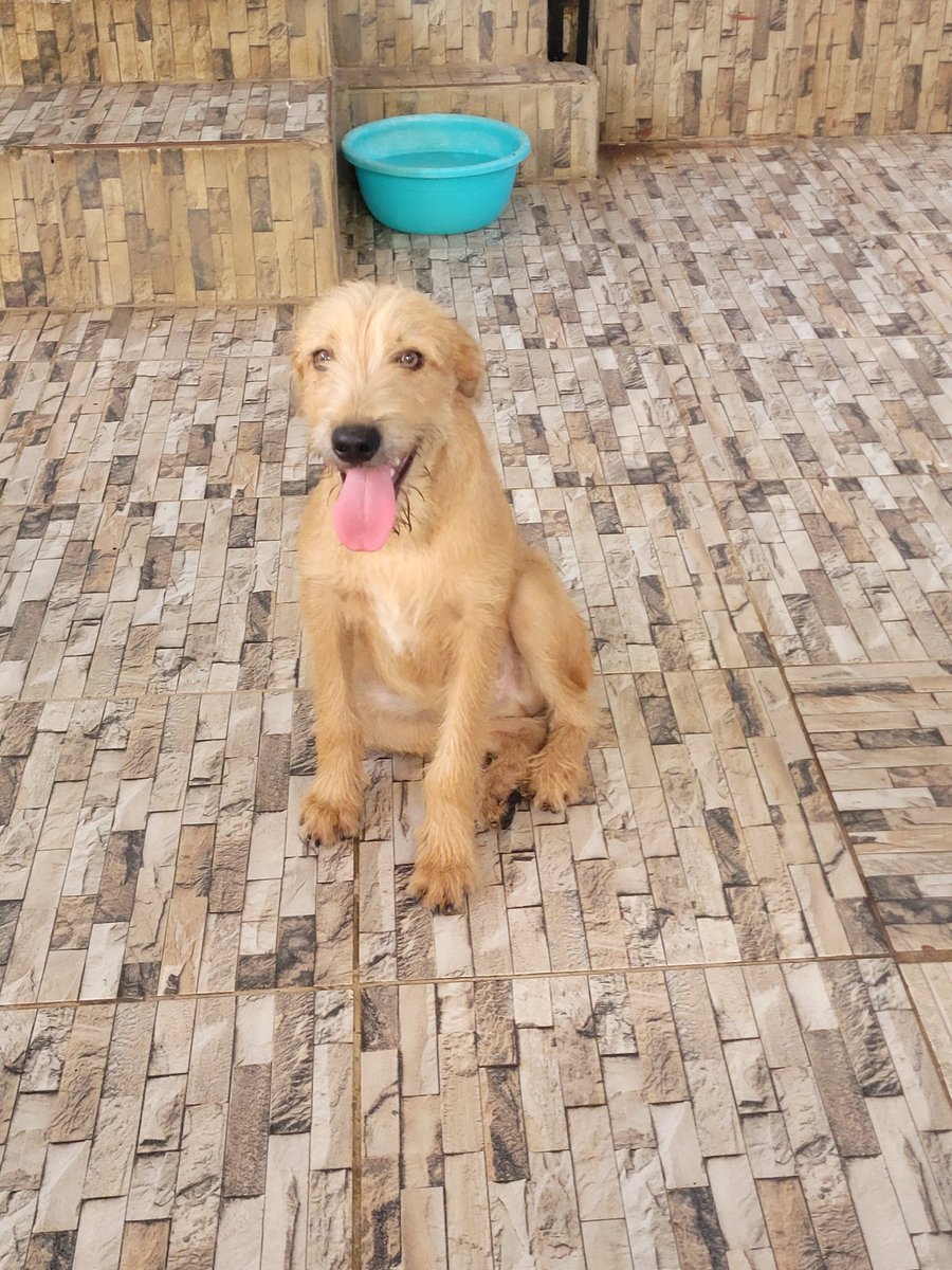 Adoteumanimald1's tweet photo. 🐕Gabriel para adoção. 

✅️Gabriel está com 6 meses,  c4strado, vacinado e desparasitado. Prontinho pra adoção!

Quer adotar Gabriel? Entra em contato para entrevista. 

➡️Não pode adotar? DIVULGA.🙏
IG @adoteumanimalderua

Recife-PE

#adoteumanimalderua
#adotegabriel
#gabriel https://t.co/rglAnVNQLw