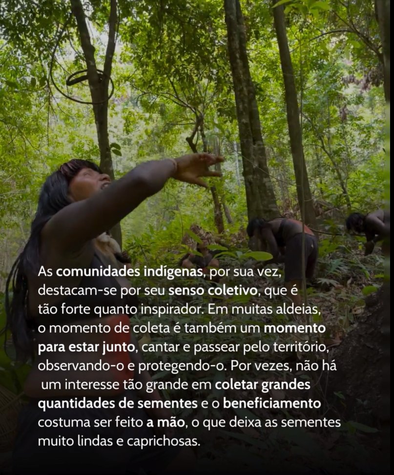 RedeXingu's tweet photo. 🫘 A muvuca se manifesta nas espécies de sementes, com ciclos de vida e funções ecológicas muito peculiares.

.
#muvuca #restauraçãoecológica #coletadesementes #diversidade #florestaempé https://t.co/zA50tbwChN