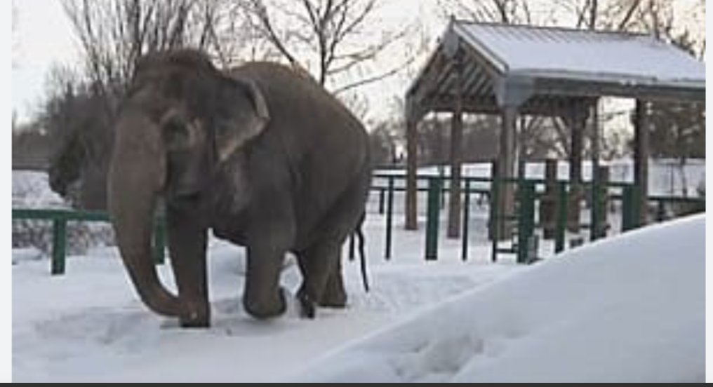 JulieKi53713414's tweet image. Tuesday February 27/24

🇨🇦🐘🌡️🚨 Edmonton Alberta Canada -34°c today for poor precious Lucy as Dr Patricia London &amp;amp; @IngoSchmidinger EXPLICITLY STATE @ElephantsTN ASAP 🇺🇲‼️

#yegzoo #Evil #ElephantAbuse