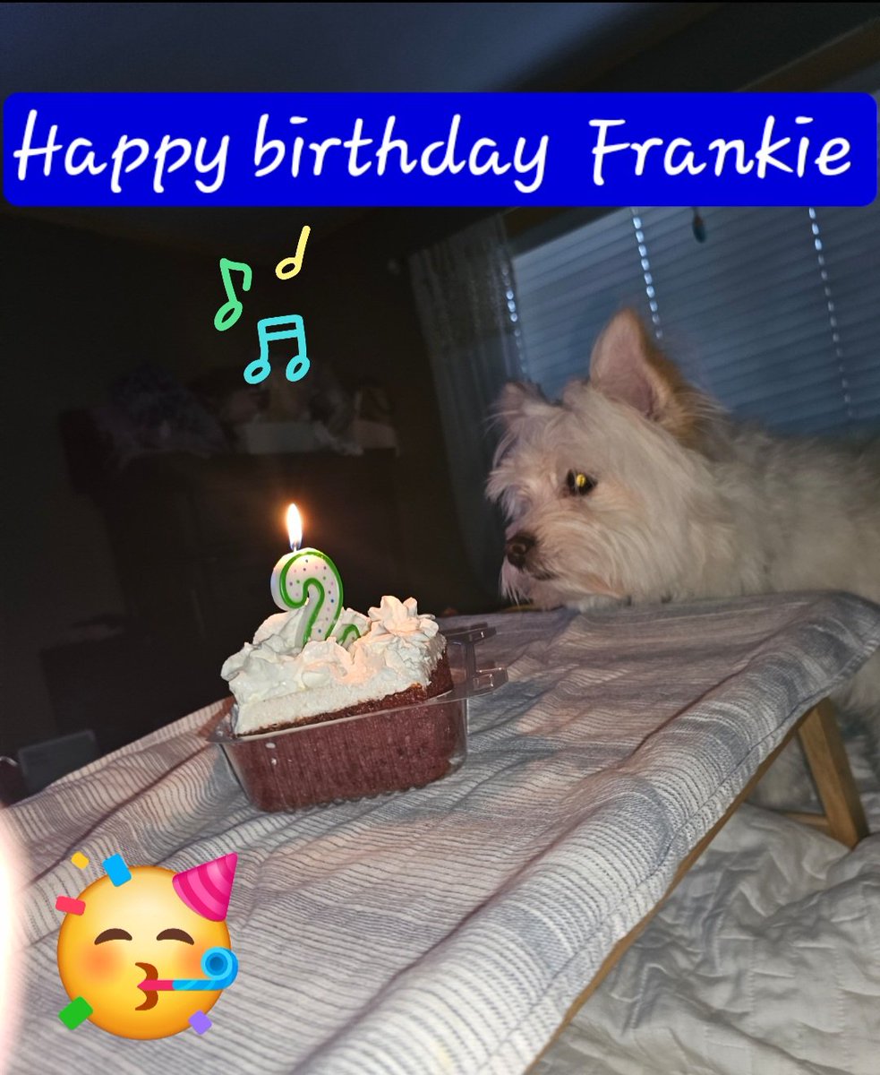 JBryanbuddy's tweet image. Help me to celebrate Frankie's birthday today with two-year-old Frankie.  He's been a great dog for us. I'm sure he's gonna enjoy his treats &amp;amp; toys. #HappyBirthday
#Pomapoo #Furbabies