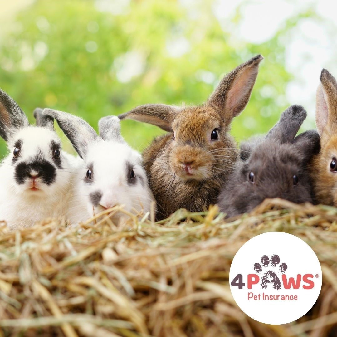 Today is World Spay Day and we're looking at the benefits of having your pet rabbits neutered 🐰 🐰 🐰 🐰 🐰 📝 Read our blog to find out more about why it's important to spread awareness around the benefits of spaying. #WorldSpayDay 4paws.co.uk/world-spay-day/