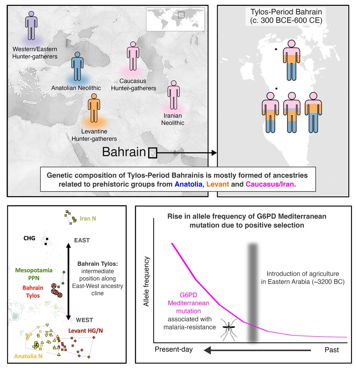 MarcHaber's tweet image. We publish today the first ancient whole-genome sequences from Arabia and show how they inform on ancestry and disease in the Middle East 🧬☠️ #aDNA #MiddleEast #Bahrain cell.com/cell-genomics/…