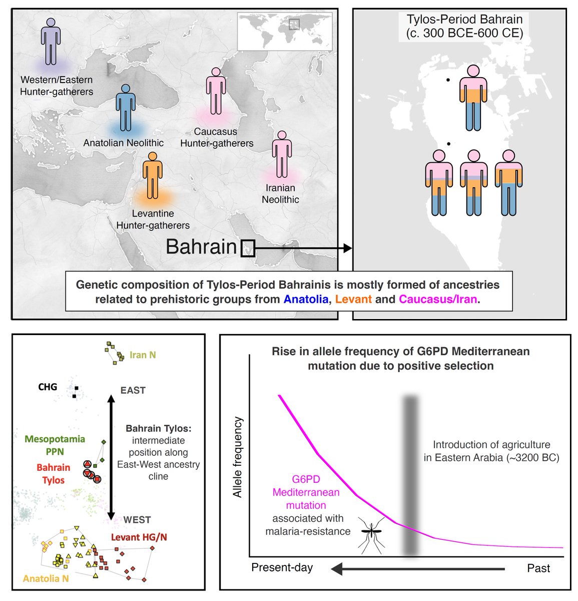 We publish today the first ancient whole-genome sequences from Arabia and show how they inform on ancestry and disease in the Middle East 🧬☠️ #aDNA #MiddleEast #Bahrain cell.com/cell-genomics/…