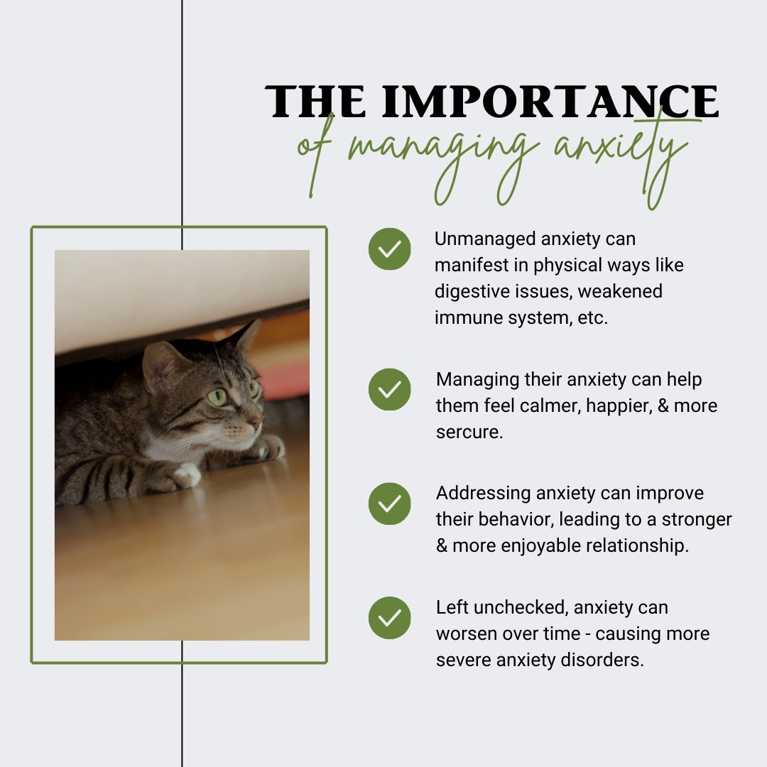 PetAlive tweet media