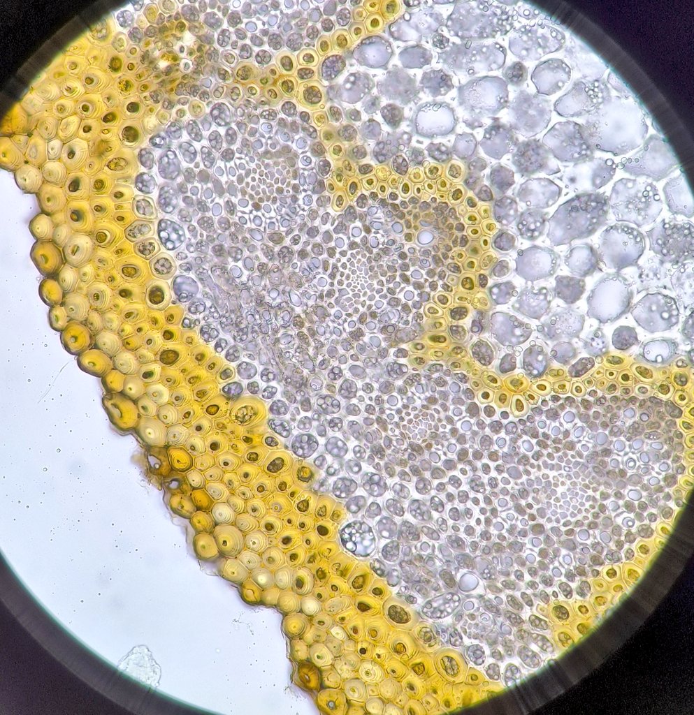 I'm currently in love with this natural yellow color of this Luzula caespitosa rhizome 😍🔬

P.S.: note the amount of starch stored in such small cells 👀
#plantanatomy #plantsciences