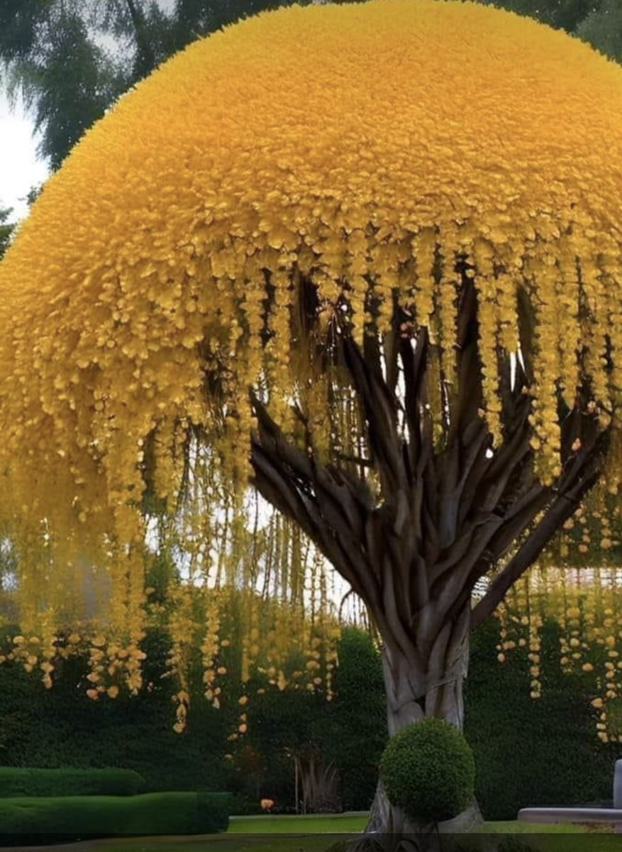 Wishing everyone a day with colorful surprises like this gorgeous tree. 
This is a Cassia fistula that grows in India to Southeast Asia.

#HummingbirdWarriors symbolism of the color yellow = Optimism &amp; joy.
💛 #treeoftheday 💛
#lovenature #lovetrees 💛
