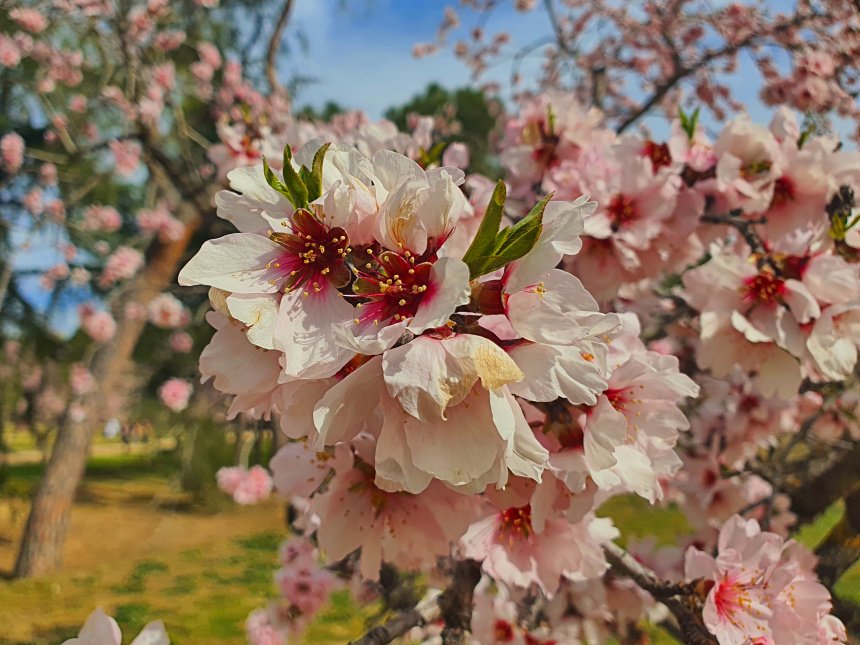 📢🆕 ¿Dónde ver almendros en flor en Madrid?. Descubre los rincones más espectaculares dónde disfrutar de este espectáculo natural, desde Jardines Históricos hasta localidades cercanas cómo El Escorial ¡No te lo pierdas! @turismomadrid mapaymochila.es/almendros-flor…