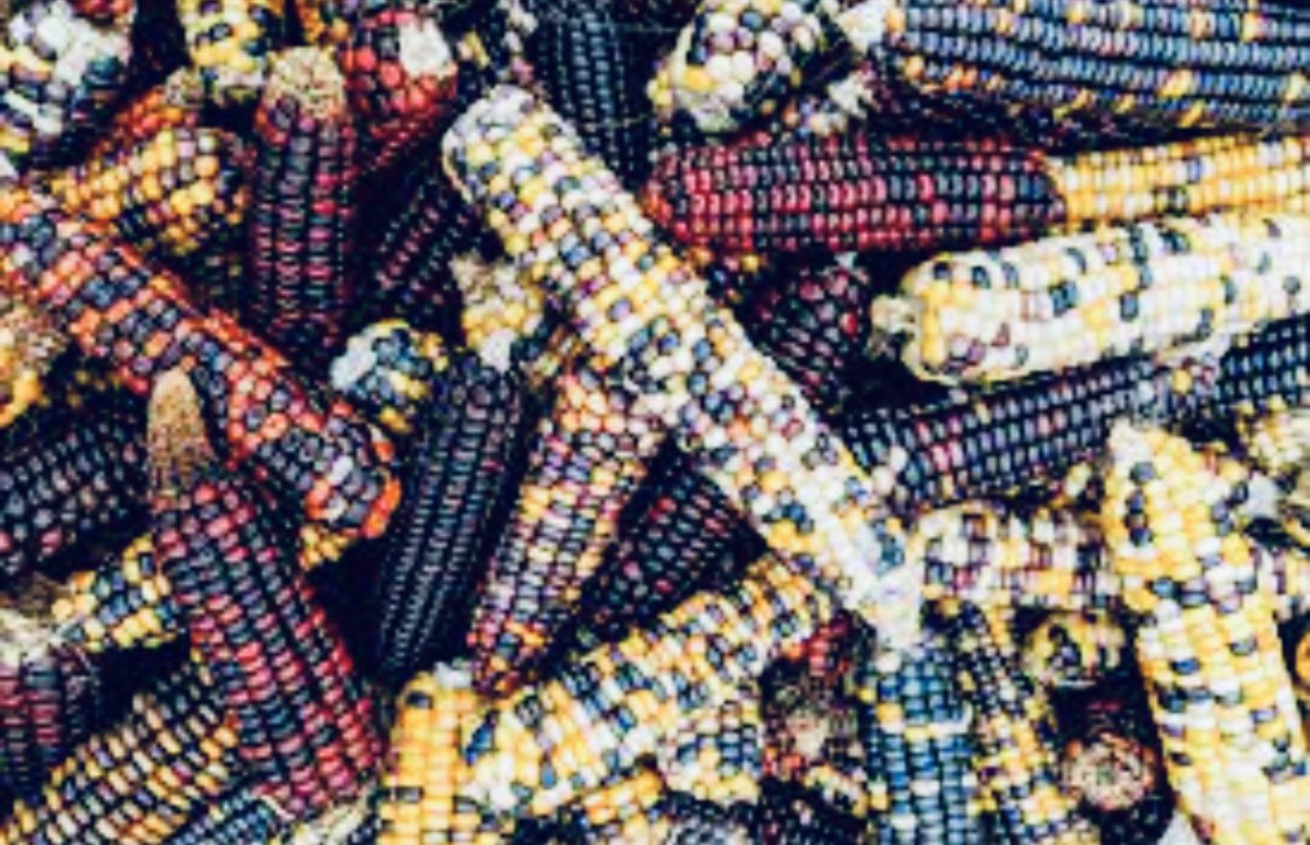 ArchipelagoFarm's tweet photo. Unlike white maize, these colorful varieties offer more than just vibrant hues - they’re packed with higher protein, fiber, vitamins, and minerals. They’re drought-resistant and boast unique flavors. #IndigenousMaize #SustainableFarming #EatLocal #RainbowCorn #FoodFacts https://t.co/377Qa0dThb