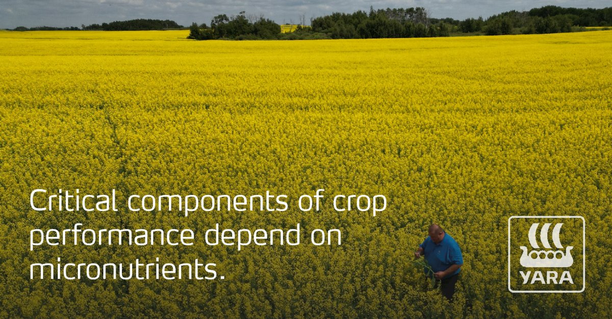 Many critical components of crop performance depend on #micronutrients; such as root development,  green leaves and healthy canopy, even flowering, and more. Micronutrients also play a role in the utilization of other nutrients like N and P. 
yaracanada.ca/crop-nutrition… 
#WestCdnAg