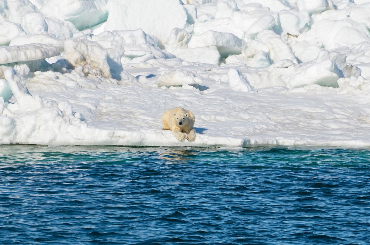 To better understand how Polar Bears may respond to warming Arctic conditions, @USGS scientists looked at #paleoclimate records to see how past polar bears were affected during the shift from the last ice age to the warmer Holocene of today. #ClimateR_D

👉ow.ly/GFW650QGiK3