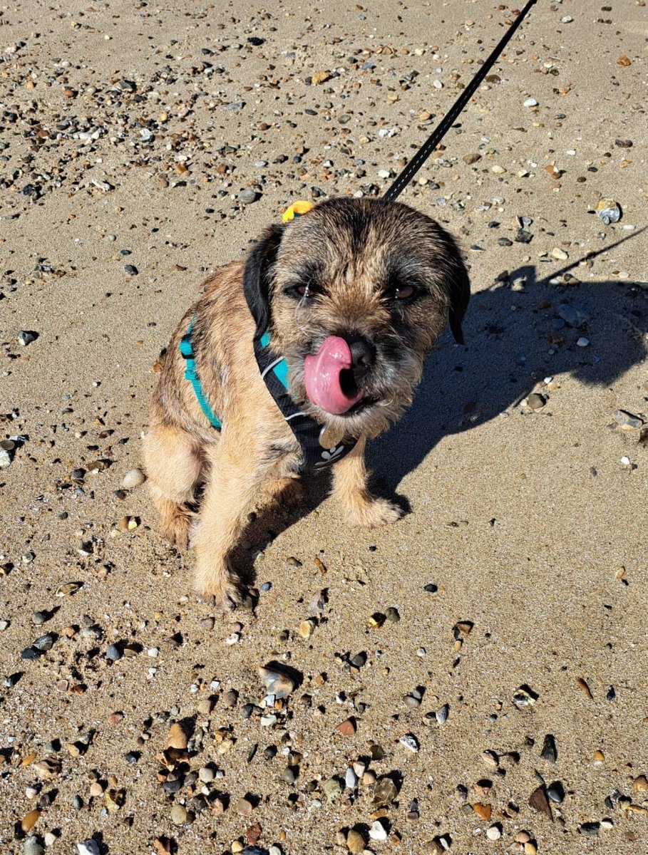 Happy tongue out Tuesday pals!!! #BTPosse #dog #beach