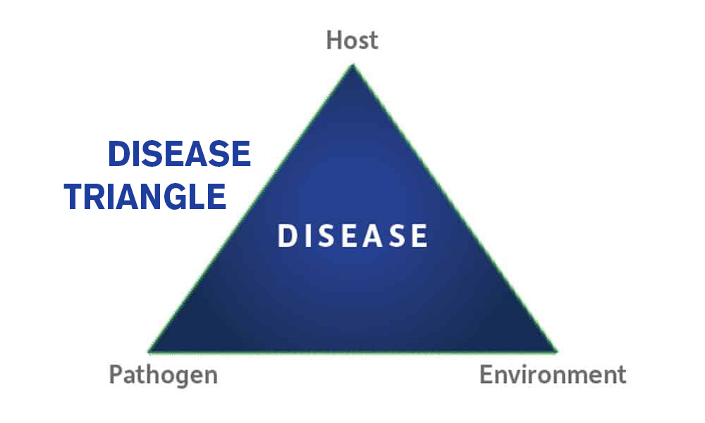 Crop rotation and diversification can help break the disease cycle and limit pathogen build-up.  #TogetherWeGrow