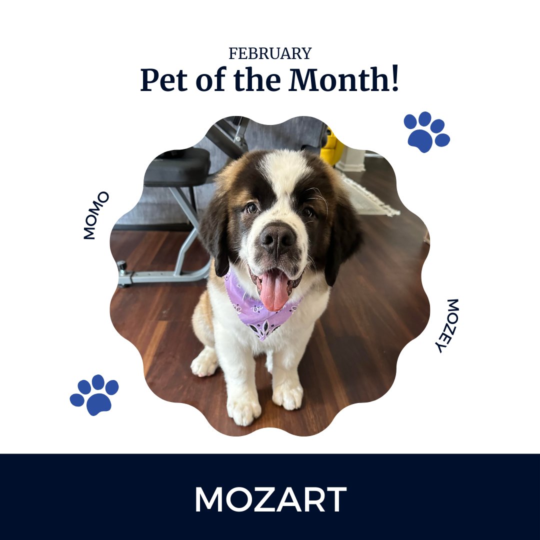 🐶 Wanting some extra cuteness this week? Take a look at Mozart, the 3 month old St. Bernard puppy that won our Pet of the Month contest! 🏅

#StBernard #petofthemonth #stbernardpuppy