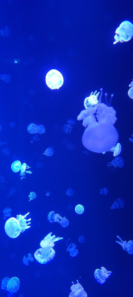 #GeoCongress2024 had an evening event at the beautiful Vancouver Aquarium, where the fascinating jellyfish gracefully wafted around in an incredibly soothing dance