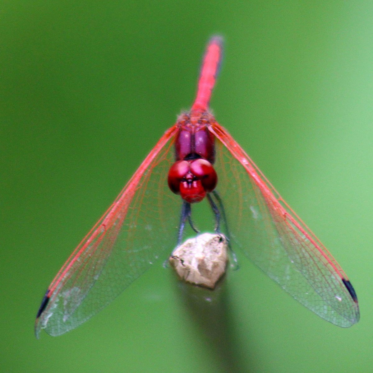 Sometimes you just have to take a moment, breath... and appreciate the smaller things in life... #smallblessings #smallcreatures #instectlovers #dragonfly #krugerpark #needleslodge #africa