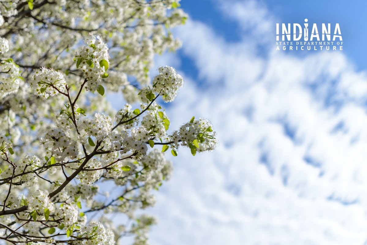 This week is Invasive Species Awareness Week! #InvasivesAwarenessIN 🌳🌸

Callery pears, or Bradford pears, may look pretty, but they are highly invasive and are crowding out Indiana native trees!

Learn what you can do to help → bit.ly/42UCZUa