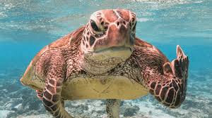 damiano di simine tweet media