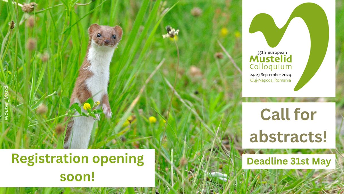 📢Calling for abstracts! 

Want to share your research on European mustelids? We're accepting abstracts for talks and posters!

To submit: european-mustelid-colloquium.org/call-for-abstr…

#35EMC #mustelidresearch #mustelidconservation #mustelidsrule #mammalconference