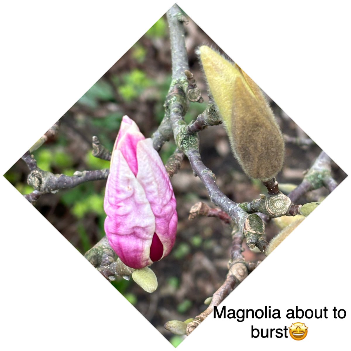 GillBracey's tweet photo. Walked to #MegsLashes Anstey for brows ‘do’. Signs of Spring in hedgerows🤩. Gynsills trees given haircut-chaps balanced precariously wielding chainsaws😱. It’ll be interesting to see new shapes when they’re in leaf. Thorough clear out & sorting of emails-tedious but necessary🥱. https://t.co/vsrnfwMN12