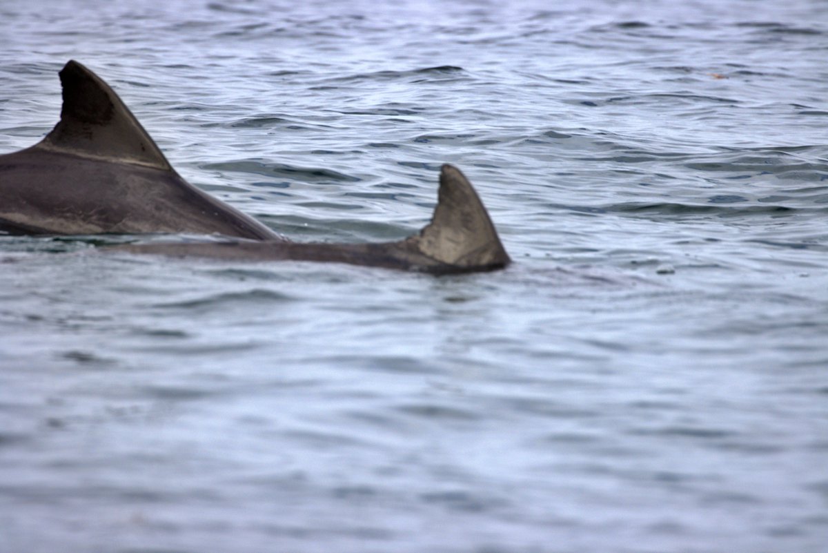 One day, I thought I'd try dolphin watching &amp; i would hate it &amp; considered returning home to find a different career. If it weren't for the excellent mentorship I received, this path might have ended in failure. Now, each day feels like I'm living a dream.