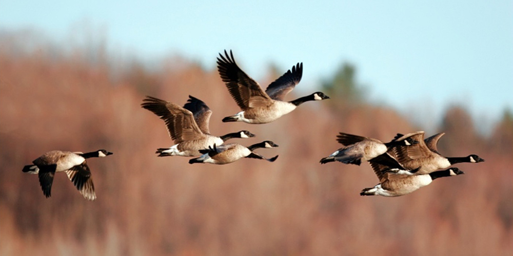 Wild Goose Chase tweet media