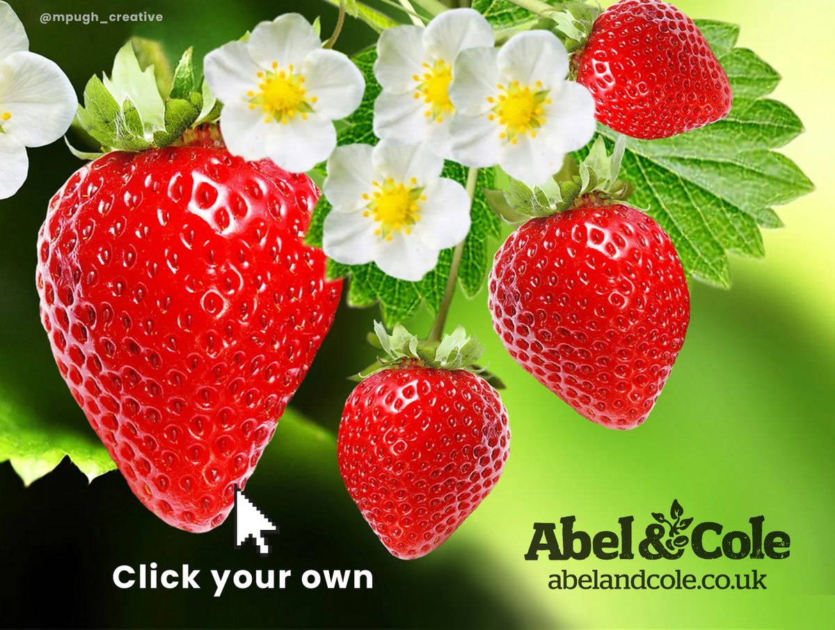 Create posters to advertise #Strawberries for #NationalStrawberryDay @OneMinuteBriefs

My concept ad for @AbelandCole organic food delivery straight from the farm.