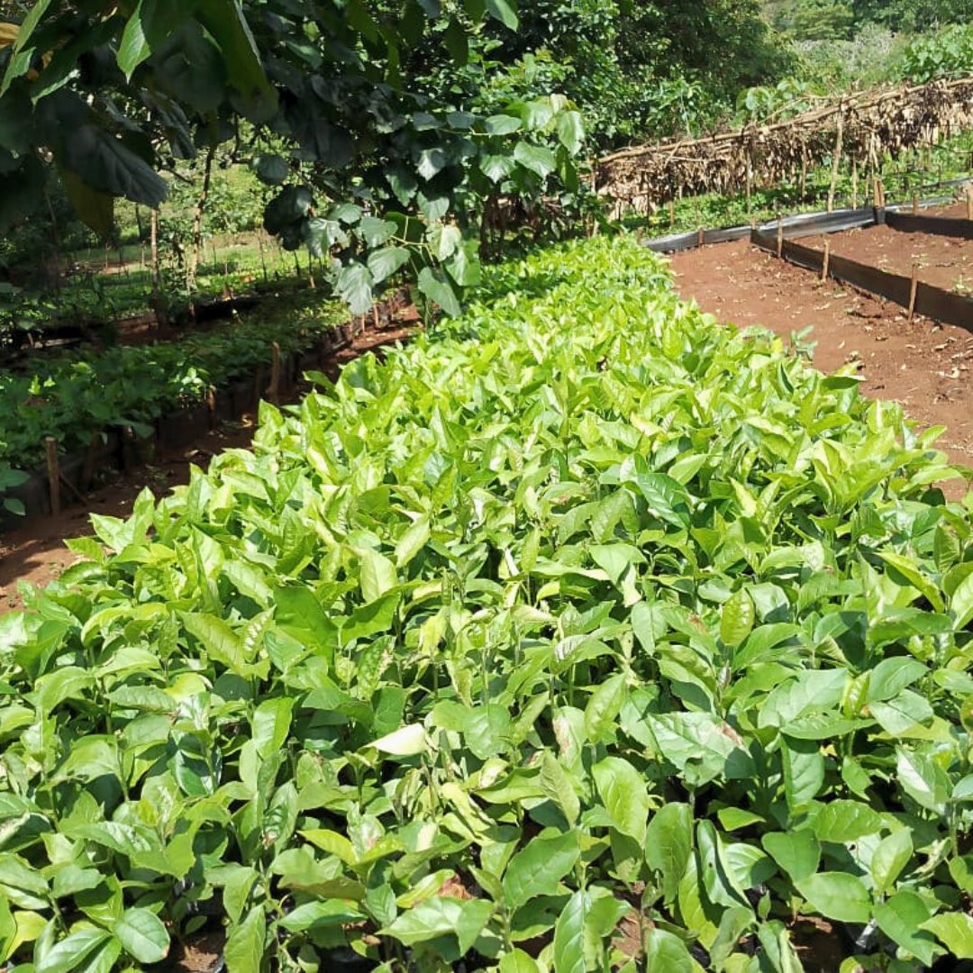 While #caterpillars are a key part of Kenya’s ecosystem, they also stress nursery seedlings. In response, our team uses organic insecticides and #ecofriendly solutions protect our seedlings. Learn more about #LandscapeRestoration, here: edenprojects.org/our-work/lands…  #Sustainability