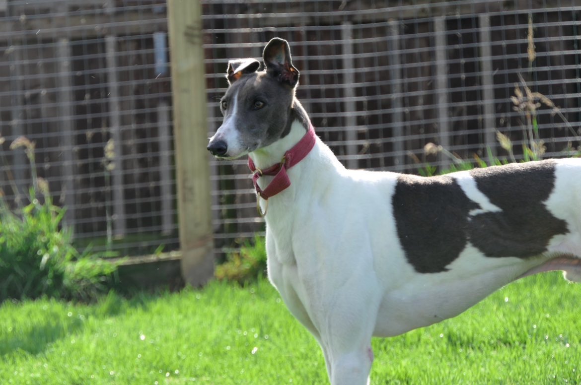 GreyhoundRFife's tweet photo. Blue & white boy Lark (4)is a gentle giant, who will make u smile. He’s so sweet with a lovely nature & loves a fuss.Calm in his kennel, although can be strong on a lead but managed with a harness . This majestic boy shares well with a girl. #AdoptDontShop #BlueHound #RehomeHour https://t.co/wQhTWQJsY9