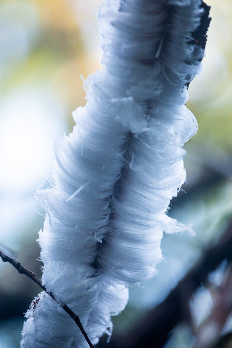 Hidden in BC's rainforests, you can find wonders of ephemeral beauty &amp; minute delicacy, &amp; few of these are stranger or lovelier than the phenomenon of #HairIce.
See our latest educational post to learn more about this incredible #OldGrowth wonder here ⬇️
ancientforestalliance.org/hair-ice/
