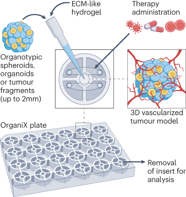 The OrganiX microfluidic system to recreate the complex tumour microenvironment dlvr.it/T3L8Gt