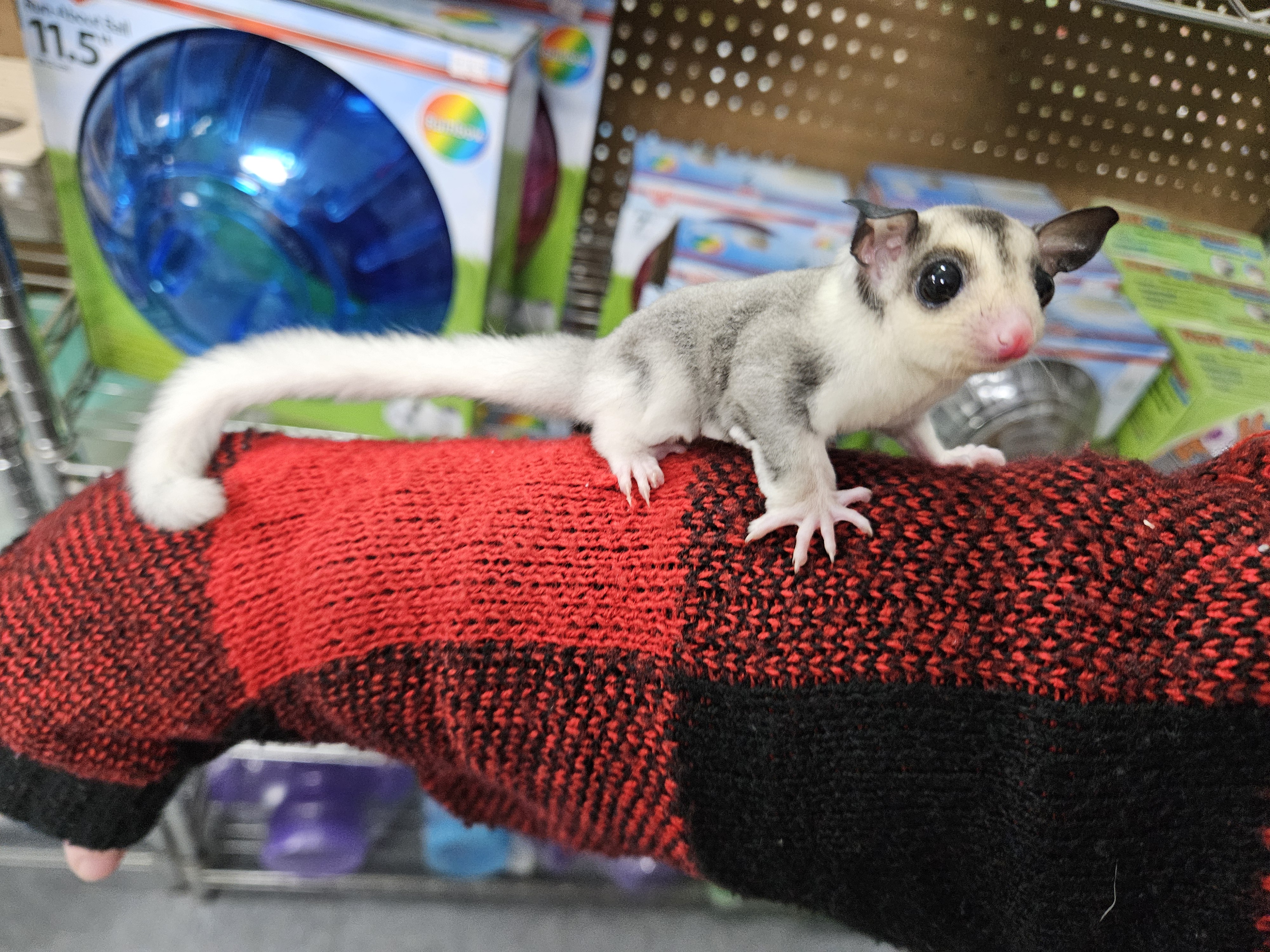 Panhandle pet supply north cheap monroe