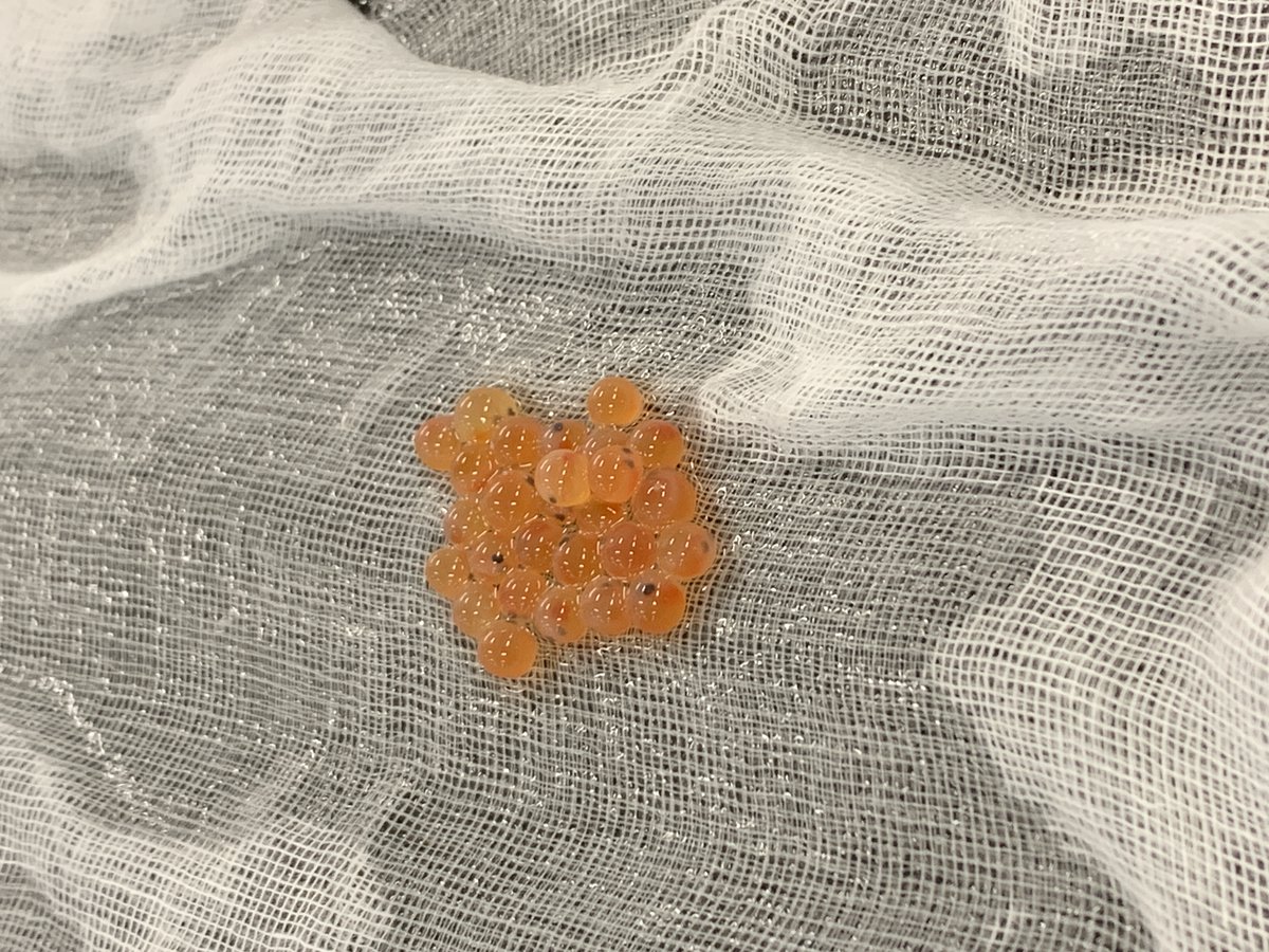 YubaWater's tweet photo. We had a blast delivering #salmon eggs to @YubaCounty schools recently as part of the #FishintheClassroom program we support, which teaches kids about fish lifecycles and healthy watersheds. Young fish are released into the wild once they're big enough!

🔗https://t.co/w6UzySTDho https://t.co/QoDHDpbmZI