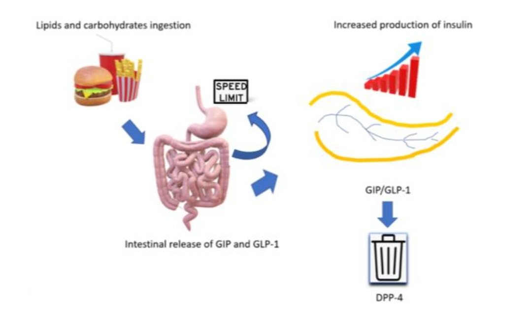 Roberto Valente (@robvalente83) on Twitter photo 🤔 Is there any interaction between the Exocrine & the Endocrine Pancreas? How does digestion work? Does diabetes influence the exocrine function? We tried to wrap the evidence. pubmed.ncbi.nlm.nih.gov/38398492/ @BengtIhreFellowship <a href="/umeauniversitet/">Umeå universitet</a> <a href="/YouppiePancreas/">YOUPPIE Pancreas</a> <a href="/my_ueg/">my_UEG</a> <a href="/sls_sv/">Sv. Läkaresällskapet</a> 🤔 Is there any interaction between the Exocrine & the Endocrine Pancreas? How does digestion work? Does diabetes influence the exocrine function? We tried to wrap the evidence. pubmed.ncbi.nlm.nih.gov/38398492/ @BengtIhreFellowship <a href="/umeauniversitet/">Umeå universitet</a> <a href="/YouppiePancreas/">YOUPPIE Pancreas</a> <a href="/my_ueg/">my_UEG</a> <a href="/sls_sv/">Sv. Läkaresällskapet</a>