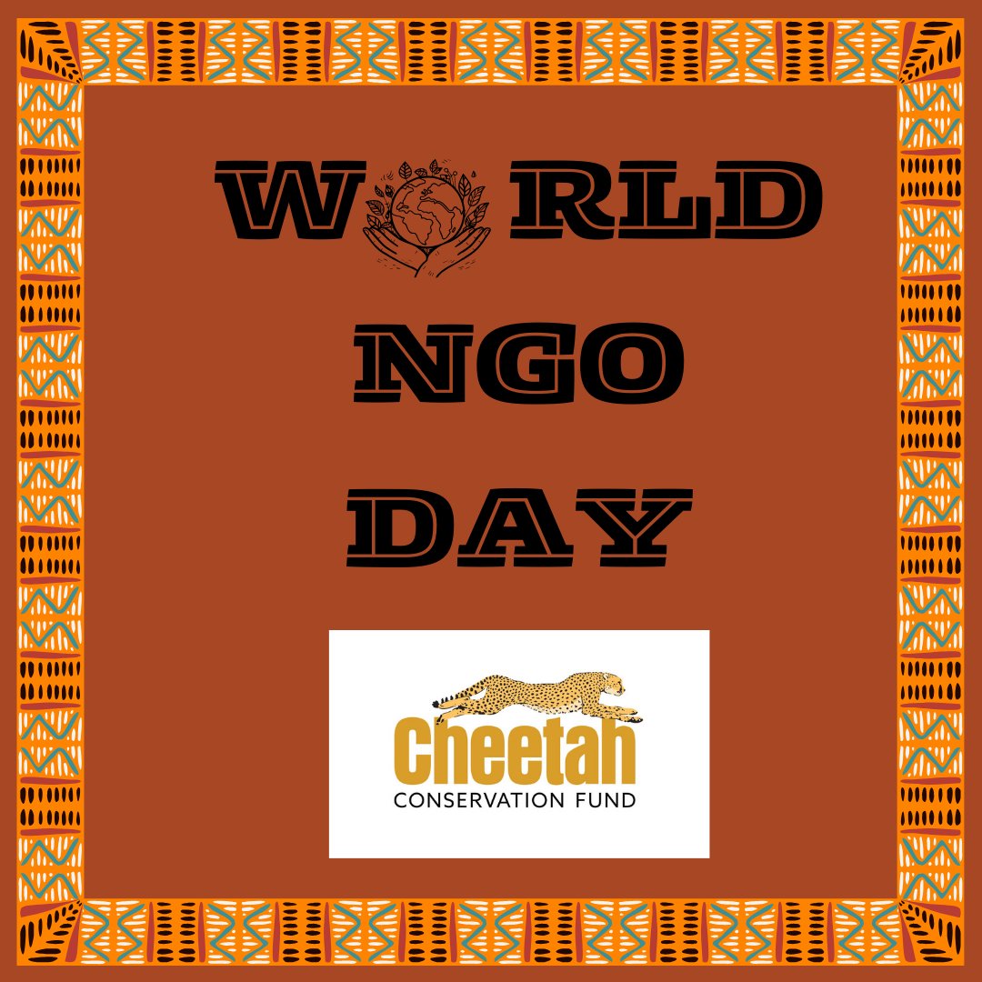 Happy #WorldNGODay! Today, we celebrate our partners and affiliates, organizations that play a vital role in helping CCF achieve our mission to save wild #cheetahs, and other #predators, from #extinction! @Action4Cheetahs @CCIAfrica @CheetahBotswana @CCFCheetahUK @CCFCheetahFR