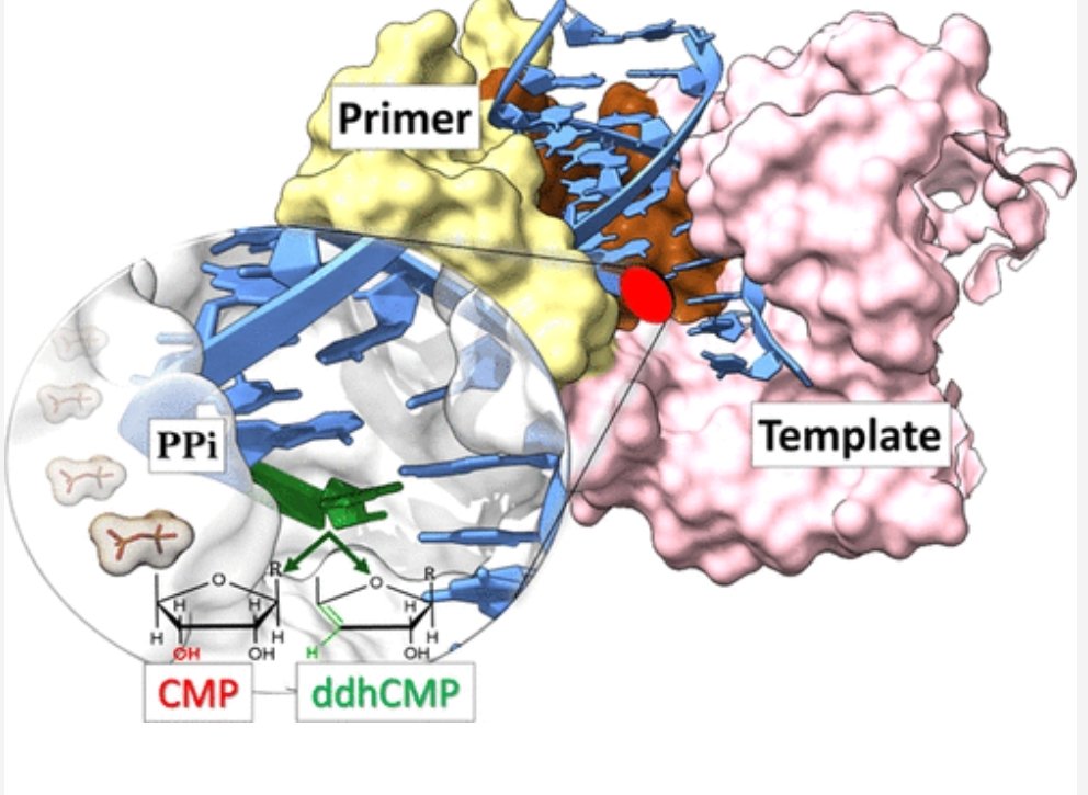 Angela Parise (@angelaparise3) on Twitter photo Exciting news! 📚 Our latest paper 'Viral RNA Replication Suppression of SARS-CoV-2: Atomistic Insights into Inhibition Mechanisms of RdRp Machinery by ddhCTP' has been published in <a href="/JCIM_JCTC/">JCIM & JCTC Journals</a>. 🎉 Check it out: doi.org/10.1021/acs.jc…
<a href="/giada_ciardullo/">Giada Ciardullo</a> <a href="/Marino10Tiziana/">Tiziana Marino</a> Exciting news! 📚 Our latest paper 'Viral RNA Replication Suppression of SARS-CoV-2: Atomistic Insights into Inhibition Mechanisms of RdRp Machinery by ddhCTP' has been published in <a href="/JCIM_JCTC/">JCIM & JCTC Journals</a>. 🎉 Check it out: doi.org/10.1021/acs.jc…
<a href="/giada_ciardullo/">Giada Ciardullo</a> <a href="/Marino10Tiziana/">Tiziana Marino</a>