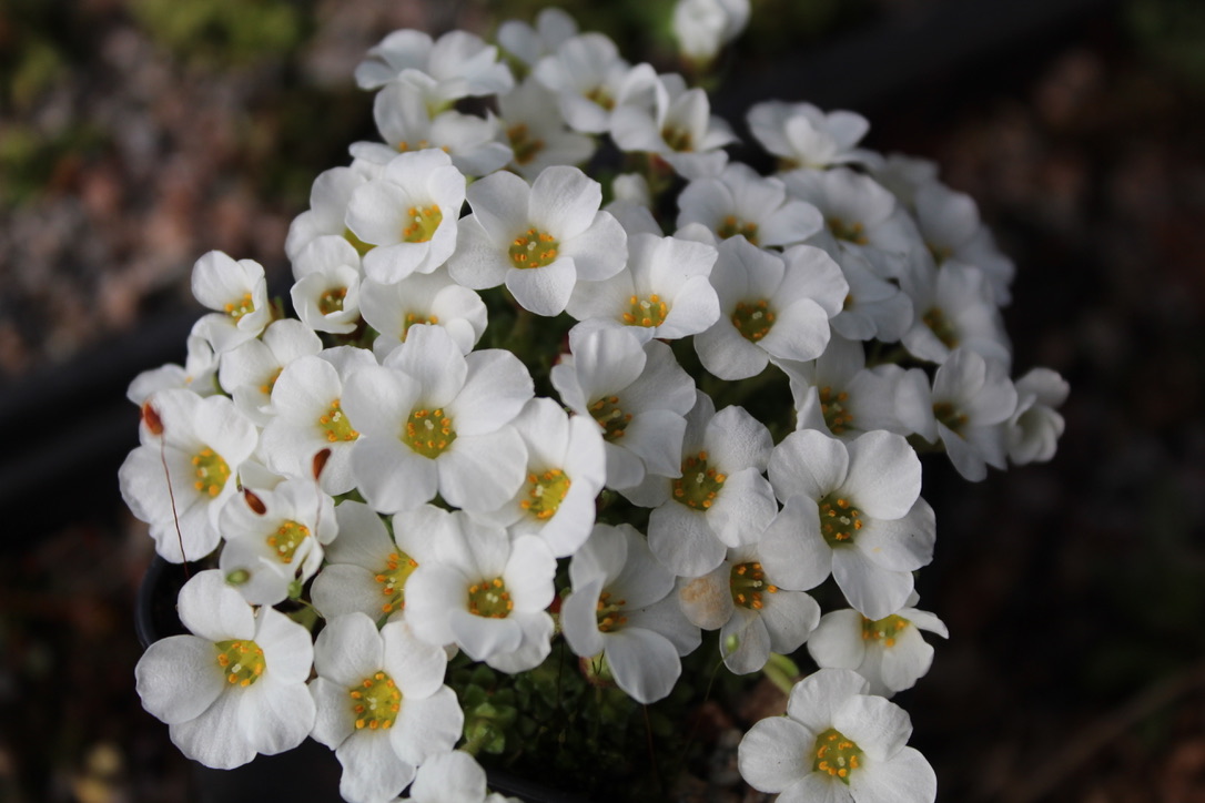 HartsideNursery's tweet photo. We are pleased to announce the dates for our Open Weekends for 2024.
The Nursery will be open in 2024 on the Weekends of;
27th - 28th April
25th - 26th May
29th - 30th June
27th - 28th July
19th - 20th October
Opening Hours on these weekends 11.30am - 4.00pm https://t.co/RXoK8huzo7