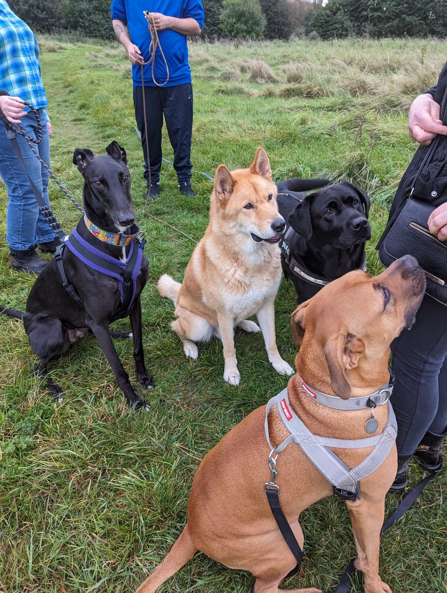 bexmh's tweet photo. #Ambassadogs
"Don't hide your dogs away" #EndBSL @RishiSunak
This one loves his friends https://t.co/WlwZaumVeM